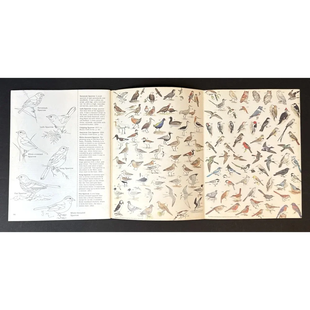 Vintage A Field Guide to the Birds Coloring Book Peterson 1982 Teaching Bird ID
